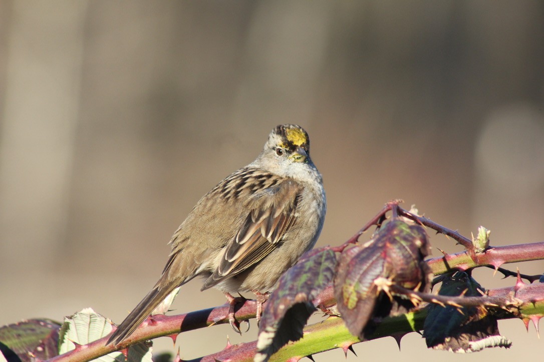 Golden-crowned Sparrow - ML615696365