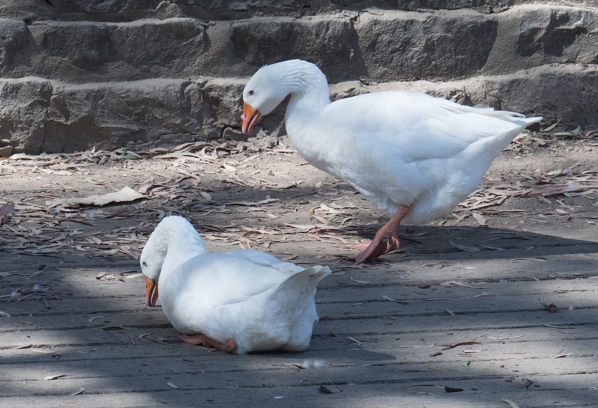 Domestic goose sp. (Domestic type) - ML615696376