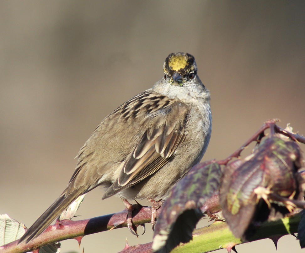 Golden-crowned Sparrow - ML615696377
