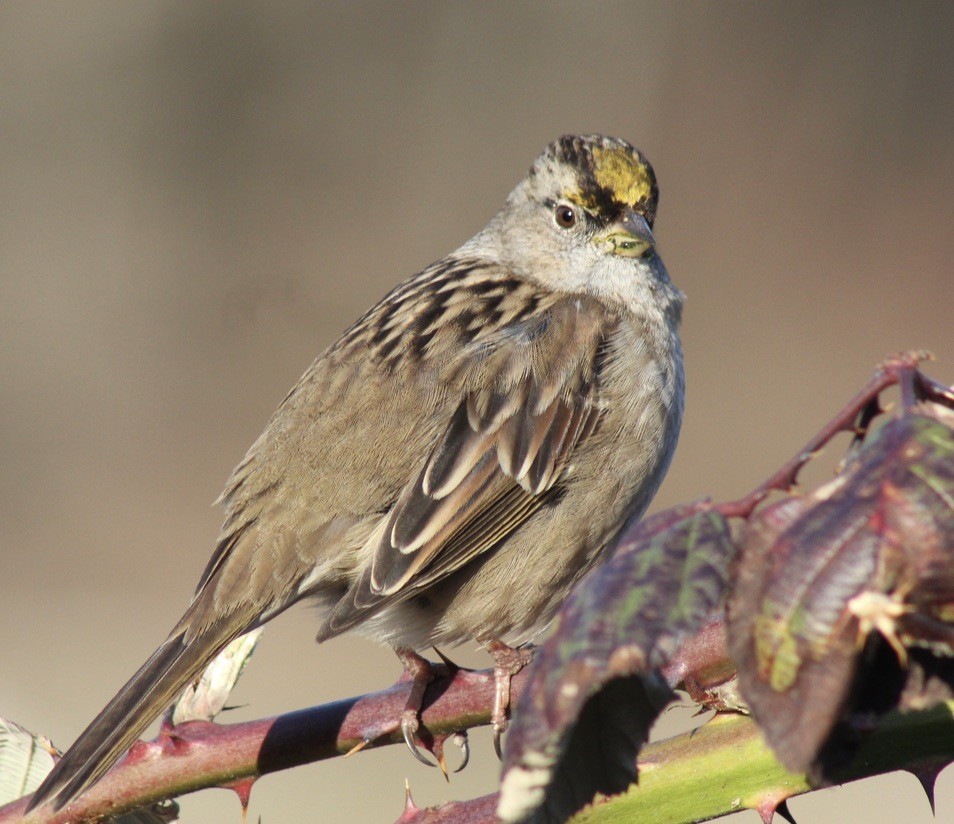 Golden-crowned Sparrow - ML615696379