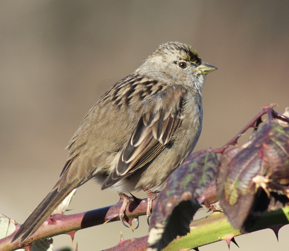 Golden-crowned Sparrow - ML615696382