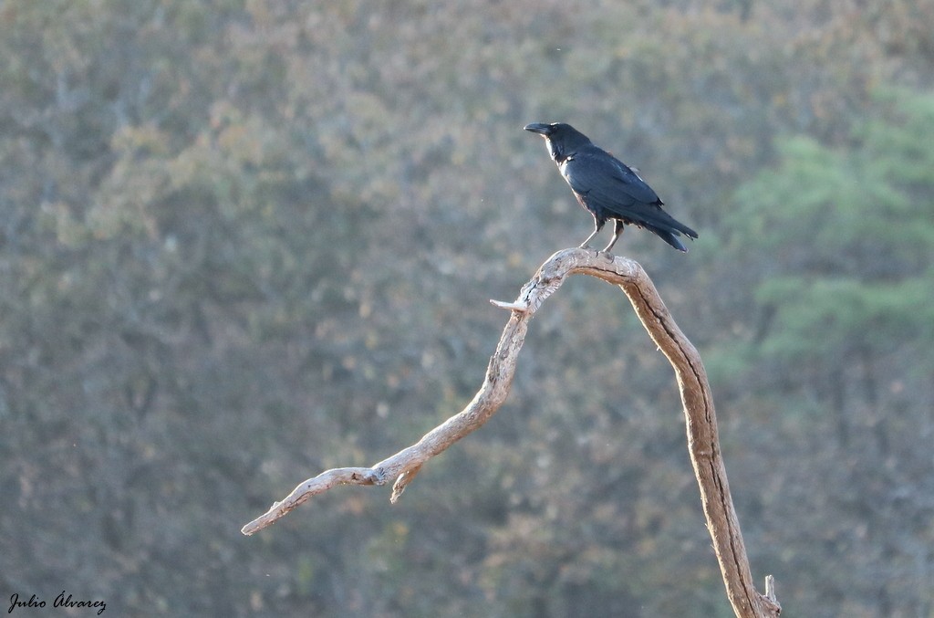 Common Raven - ML615696393