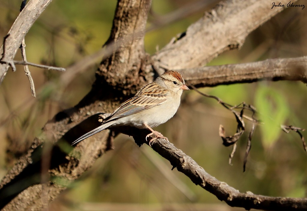 Chipping Sparrow - ML615696415