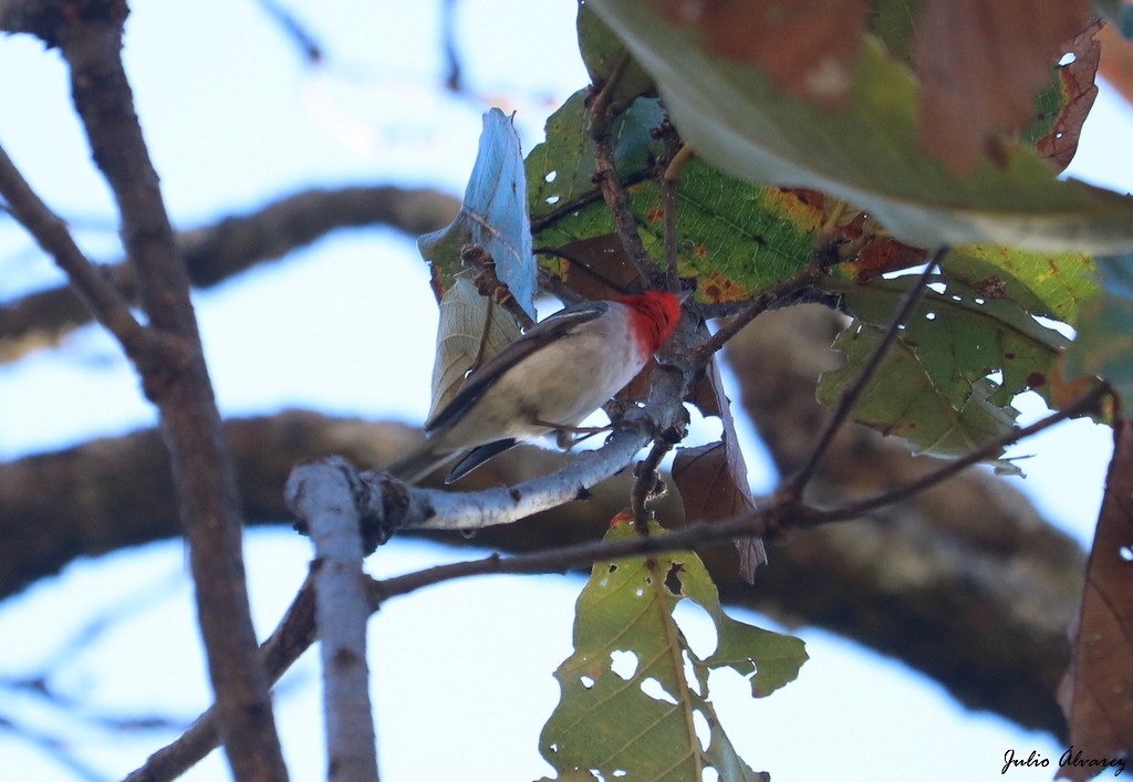 Red-faced Warbler - ML615696438