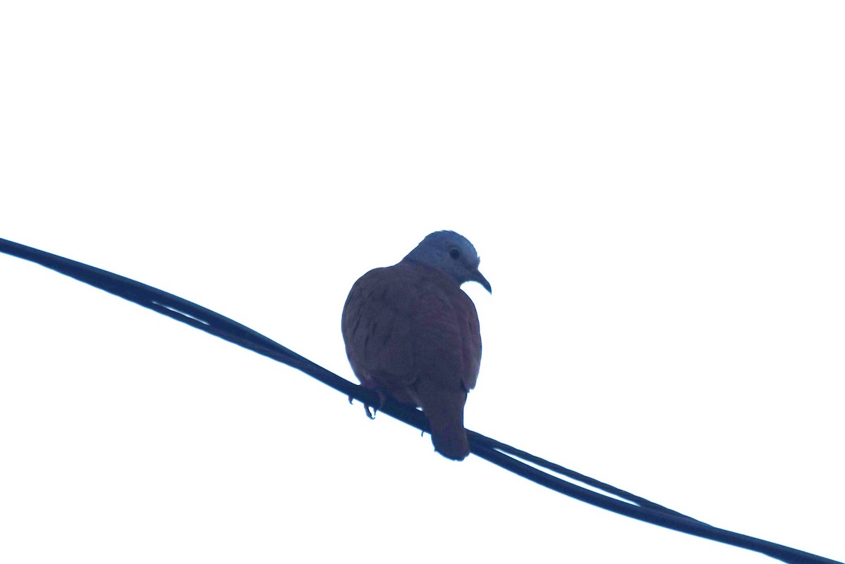 Ruddy Ground Dove - irina shulgina