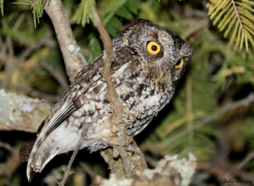 Whiskered Screech-Owl - ML615696520