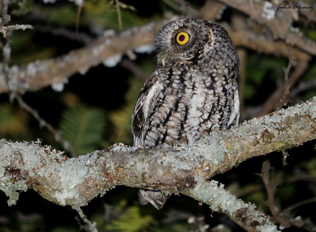 Whiskered Screech-Owl - ML615696524