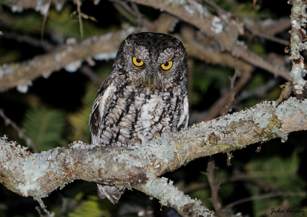 Whiskered Screech-Owl - ML615696530