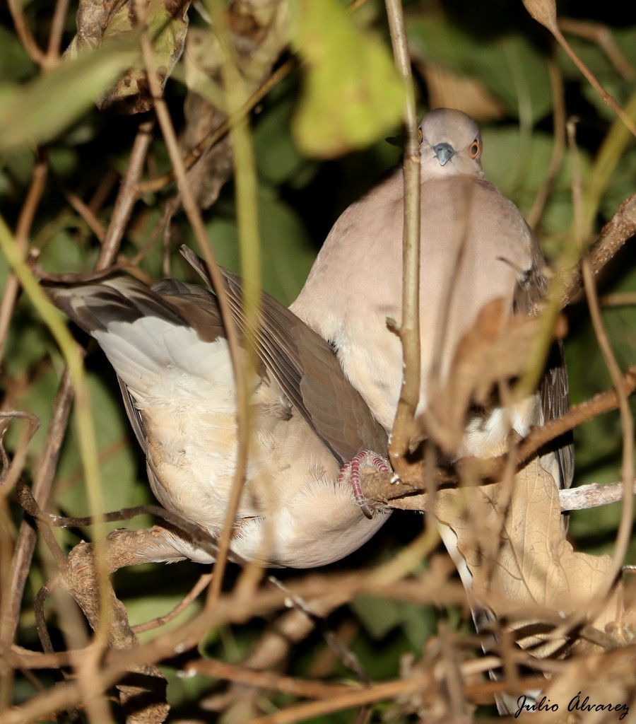 White-tipped Dove - ML615696542