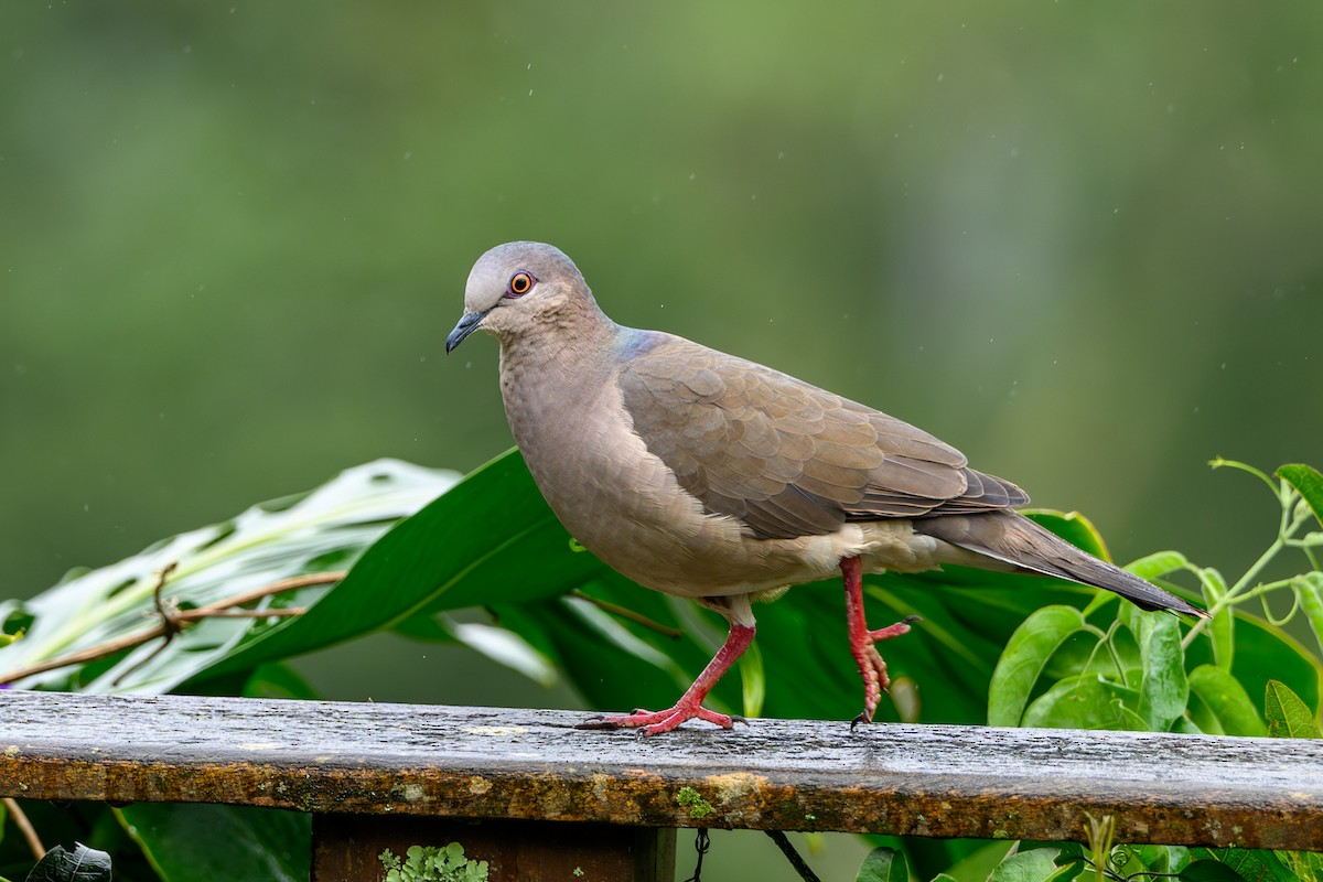 Gray-fronted Dove - ML615696544