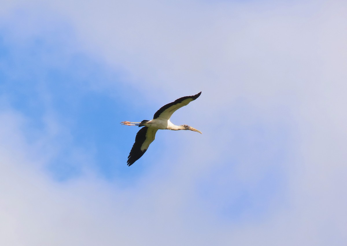 Wood Stork - ML615696549