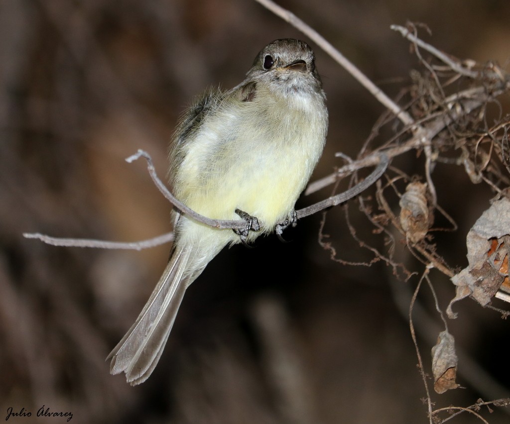 Dusky Flycatcher - ML615696557