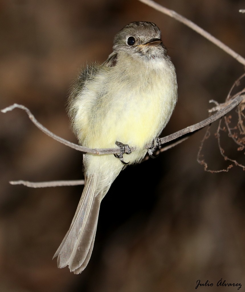 Dusky Flycatcher - ML615696558