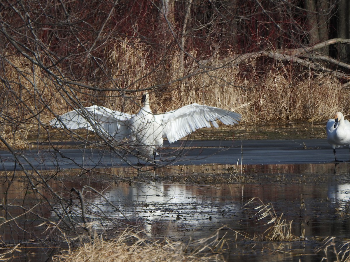 Trumpeter Swan - Rick Stankiewicz