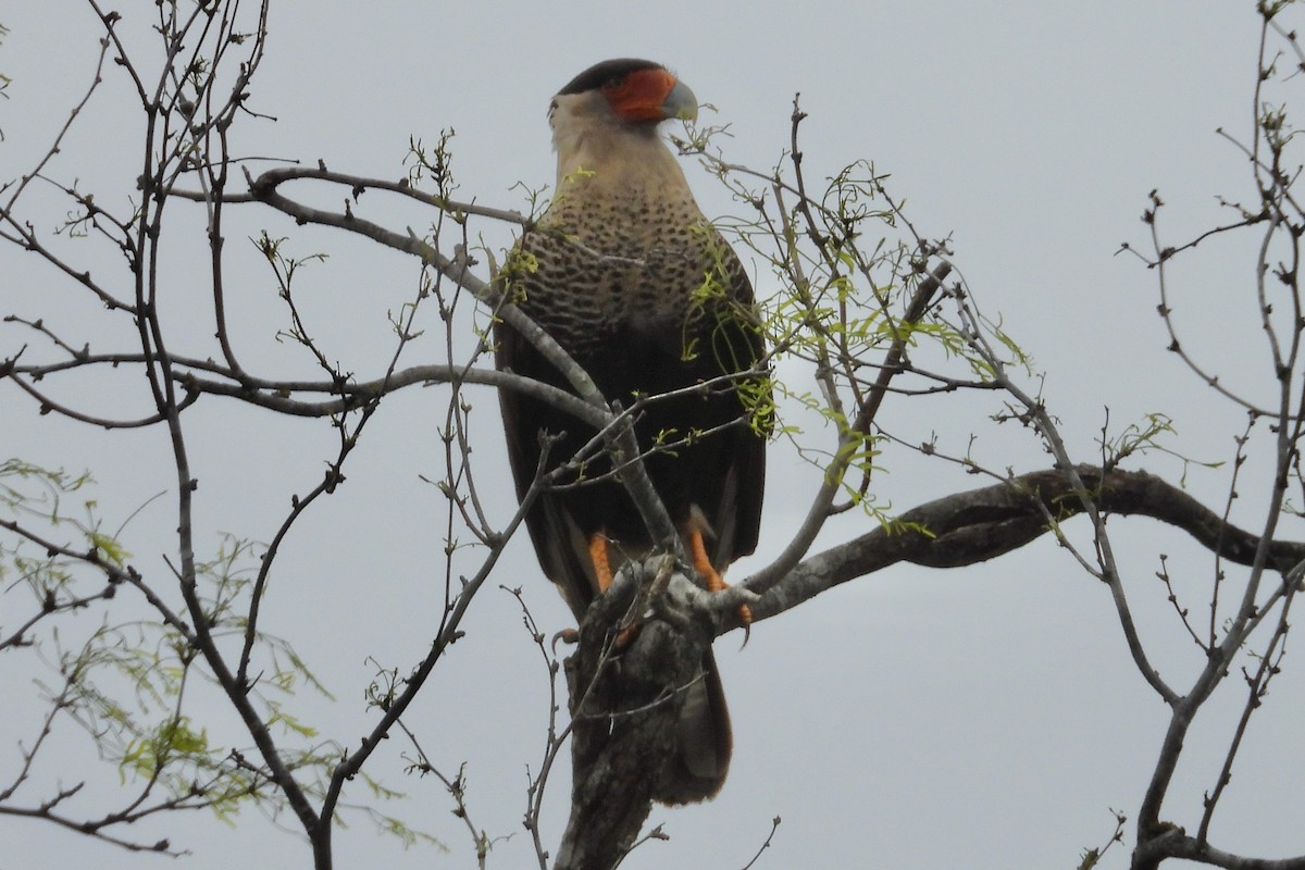 Crested Caracara - ML615696591