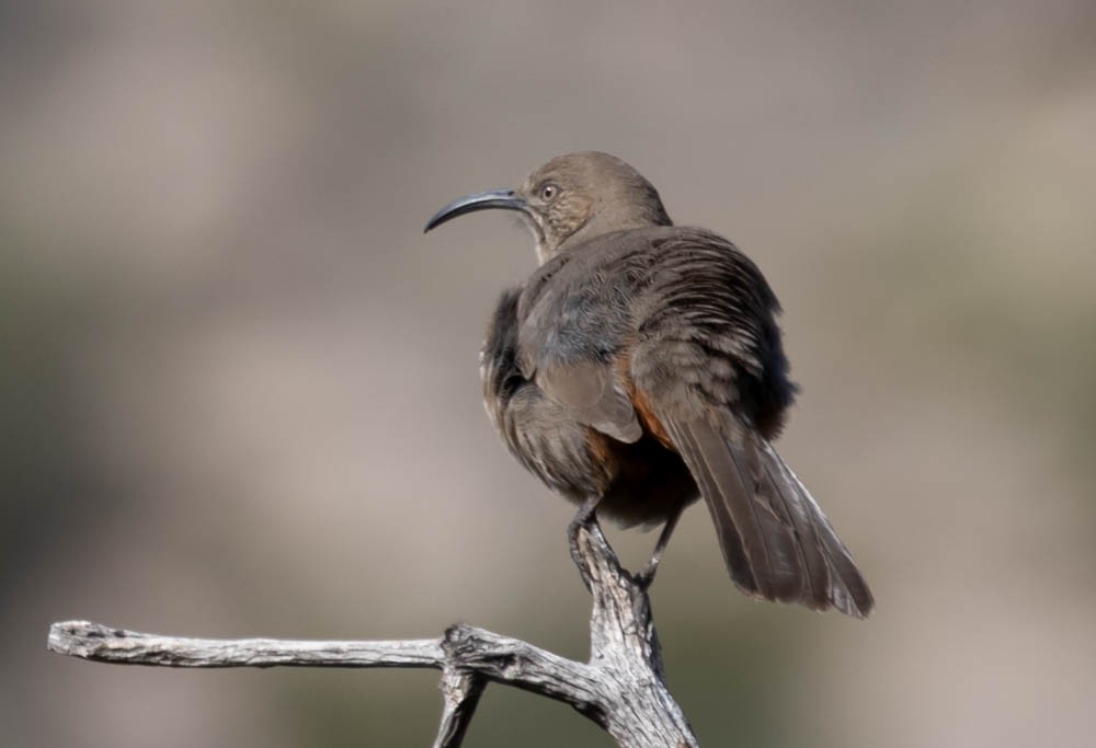 Crissal Thrasher - Marty Herde