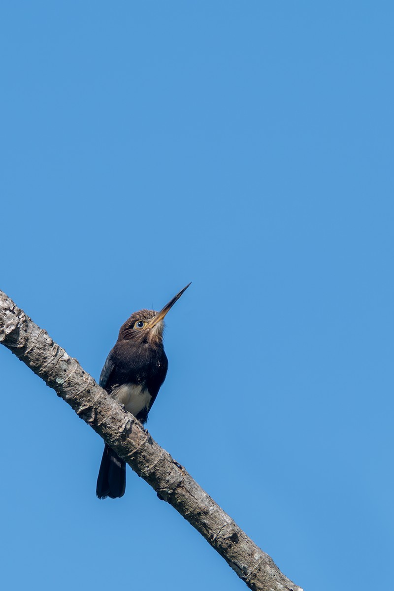 Brown Jacamar - ML615696705