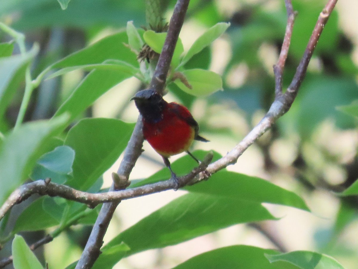 Mrs. Gould's Sunbird (Scarlet-breasted) - ML615696716