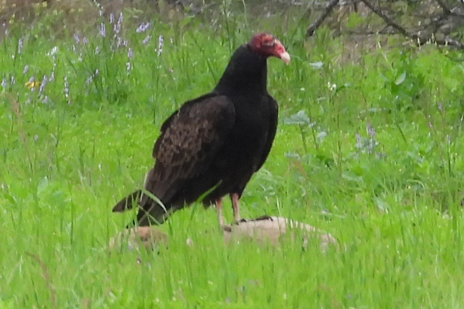 Turkey Vulture - ML615696758