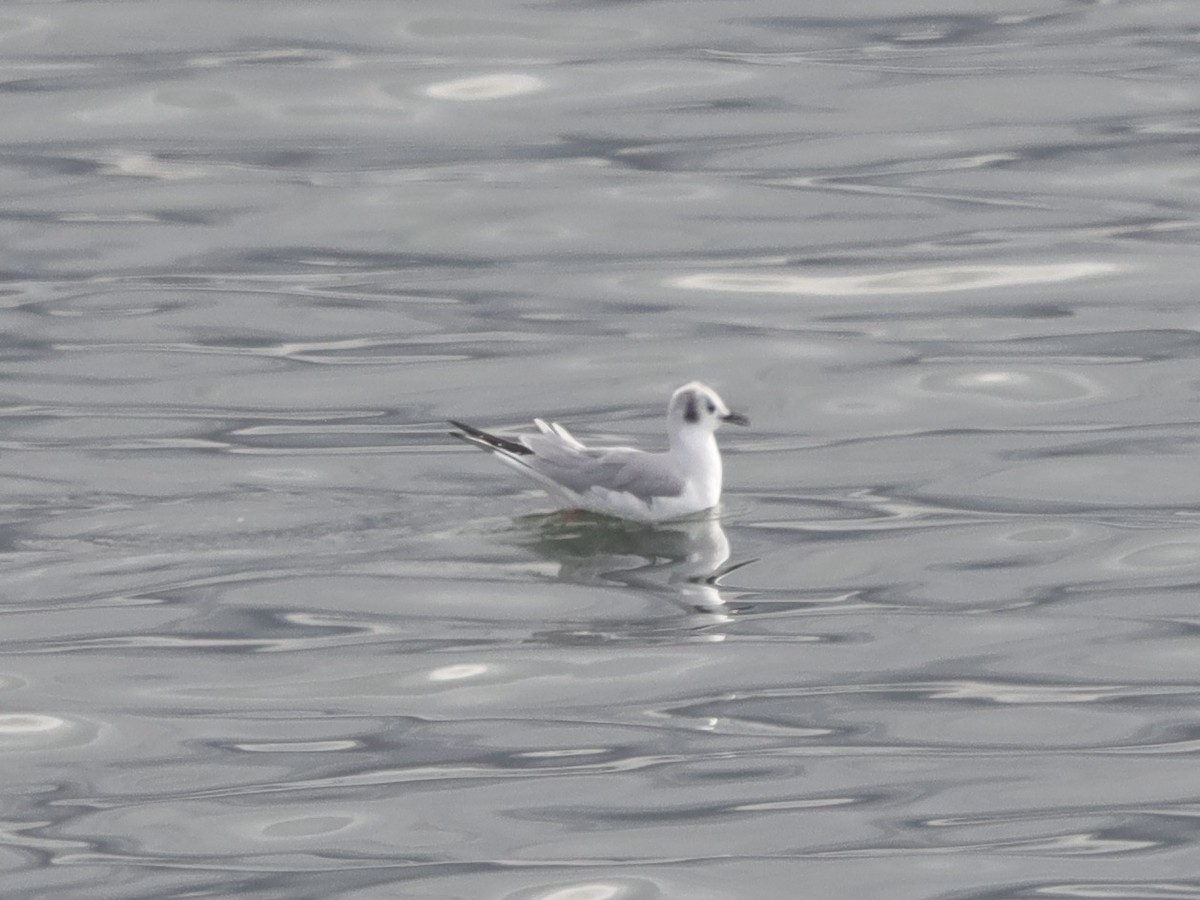 Bonaparte's Gull - ML615696780