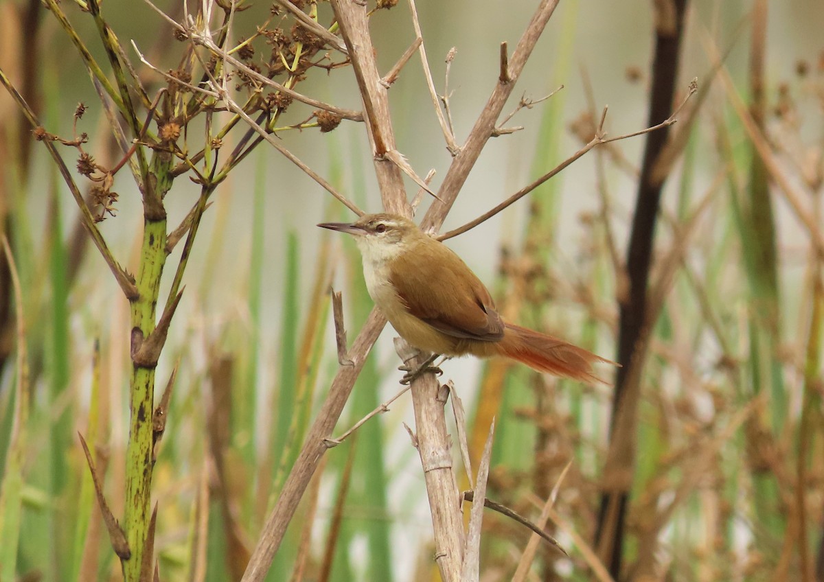 Straight-billed Reedhaunter - Birding Tours Uruguay
