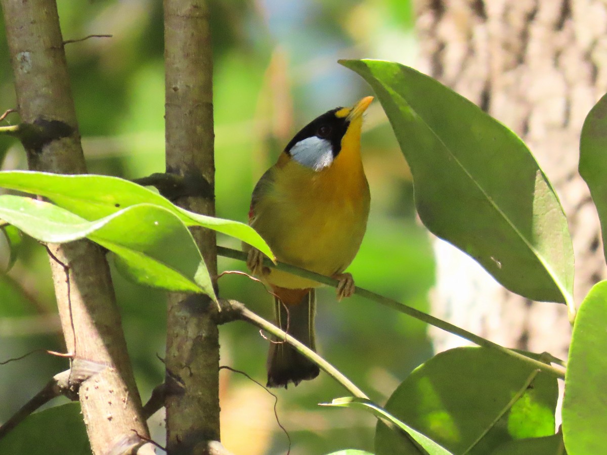 Silver-eared Mesia (Silver-eared) - ML615696805