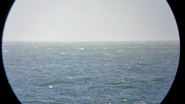 havhest - ML615696873