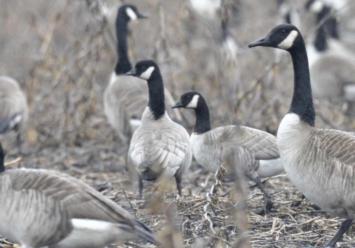 Cackling Goose (Richardson's) - ML615696895