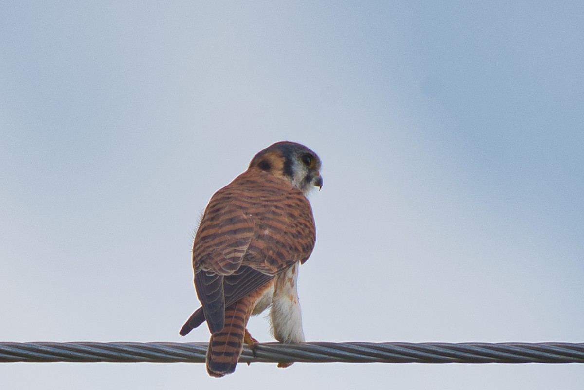 American Kestrel - ML615696960