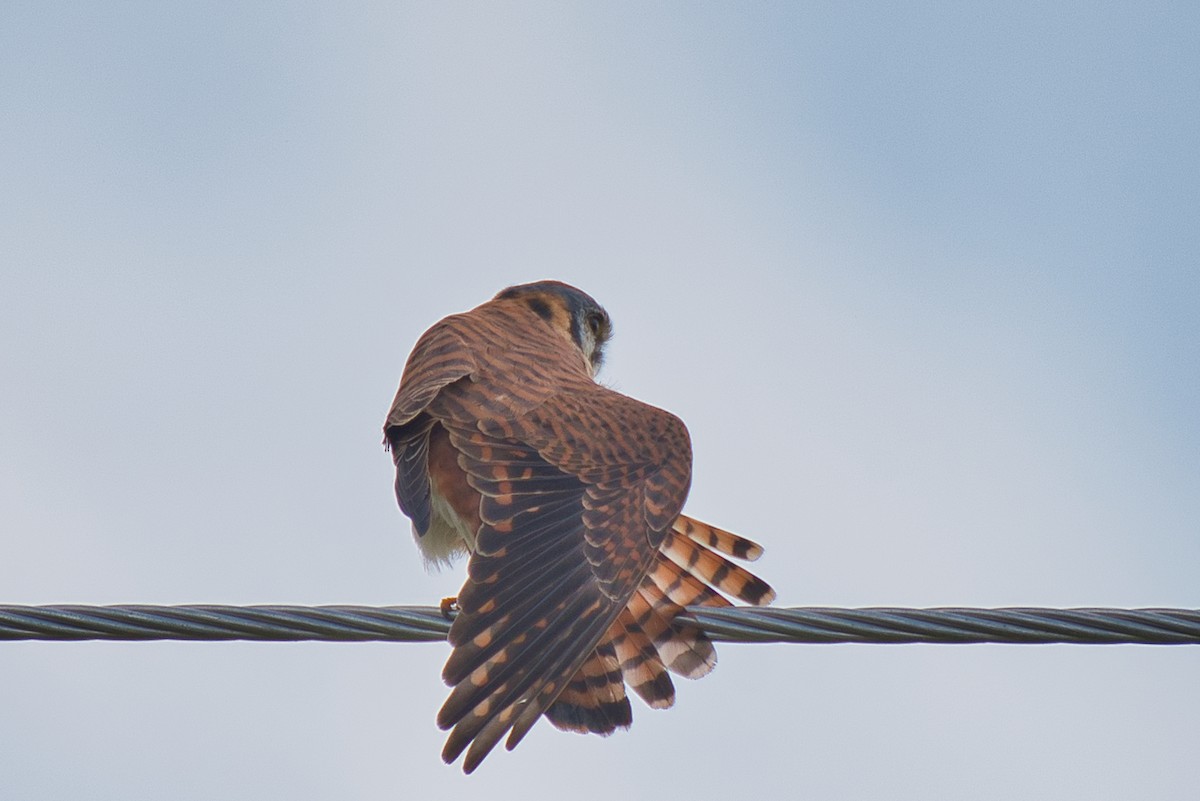 American Kestrel - Donald Fullmer