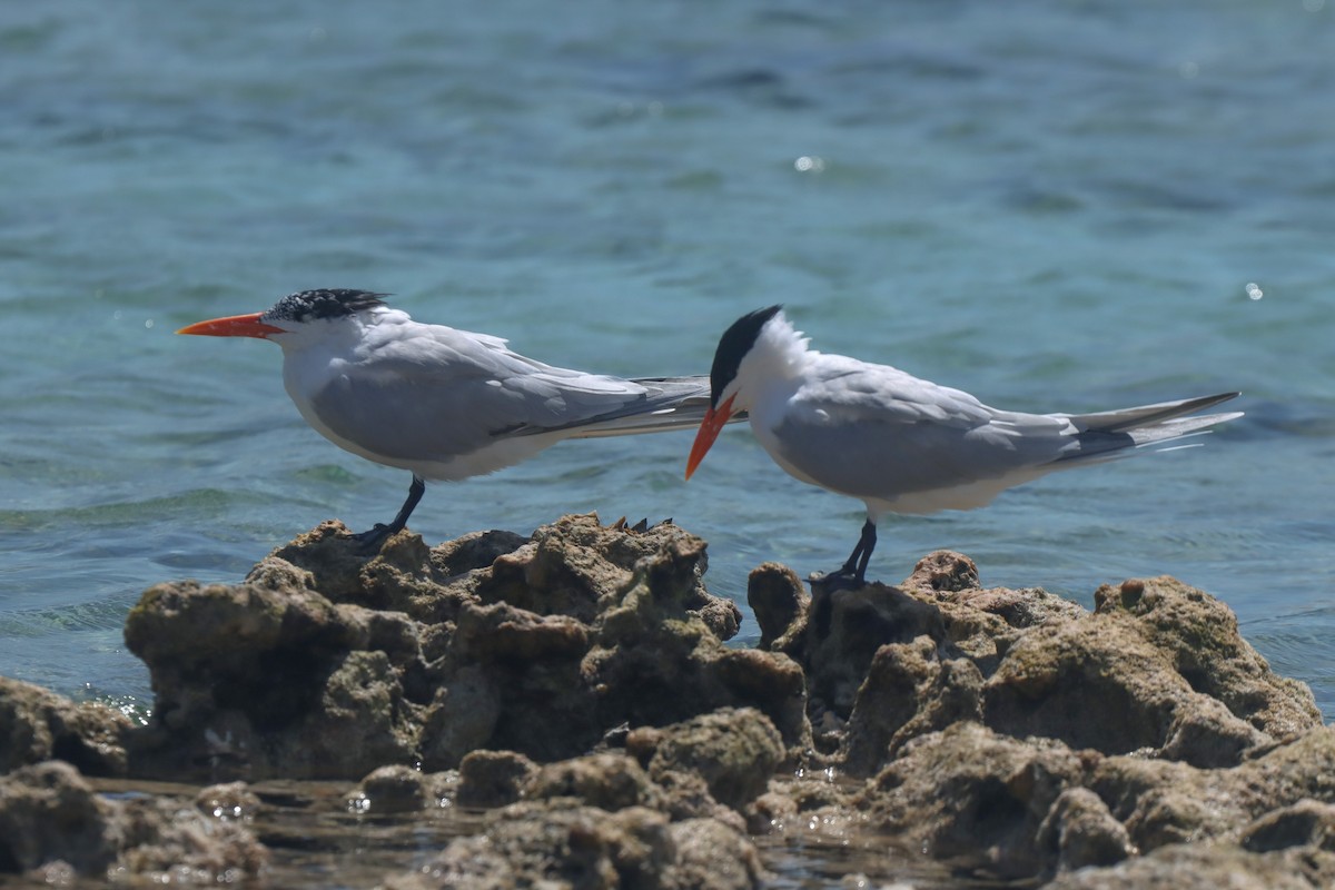 Royal Tern - ML615696968