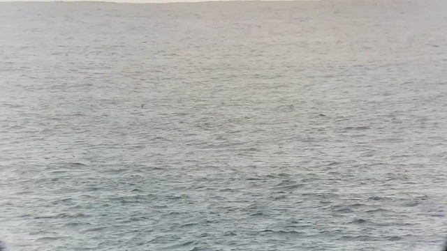 白腰叉尾海燕 - ML615697007