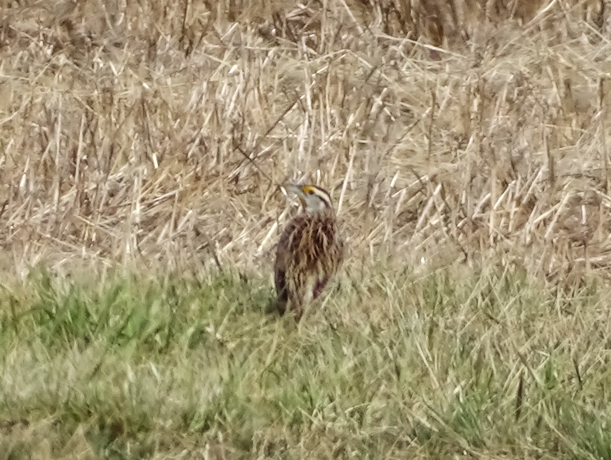 Sturnelle des prés - ML615697020