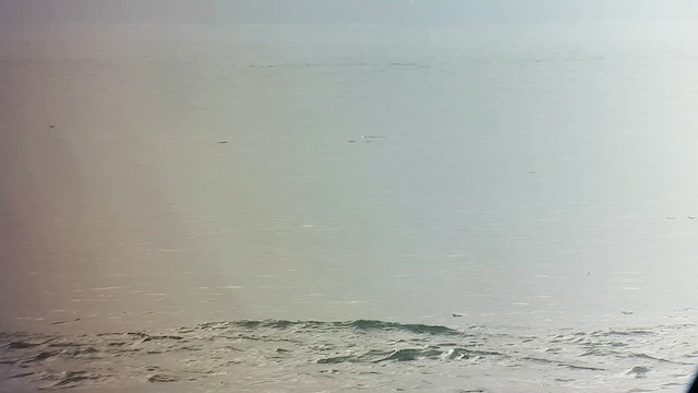 Océanite à queue fourchue - ML615697035