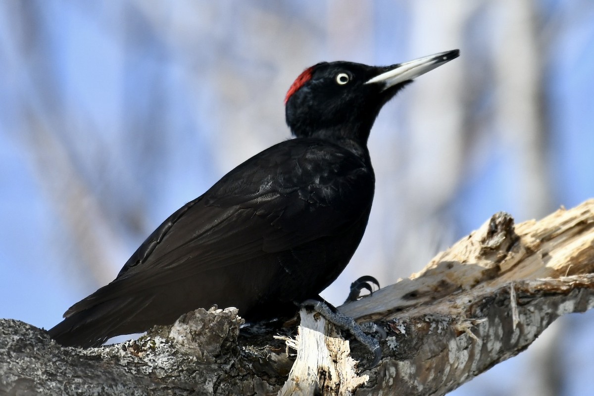 Black Woodpecker - Russell Waugh