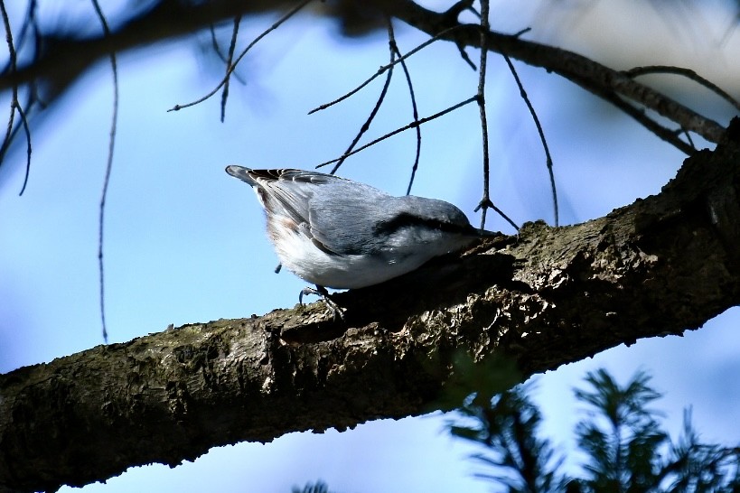 Eurasian Nuthatch - Russell Waugh