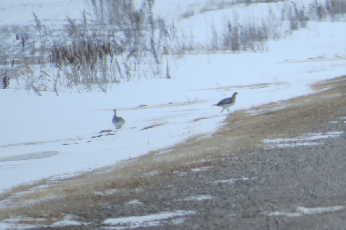 Sharp-tailed Grouse - ML615697135