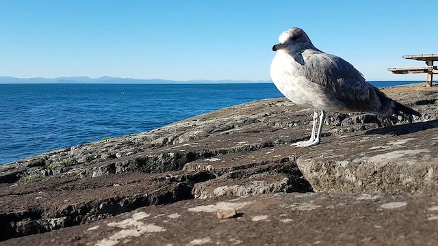 California Gull - ML615697142