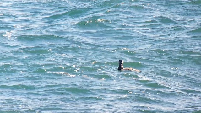 Yellow-billed Loon - ML615697144