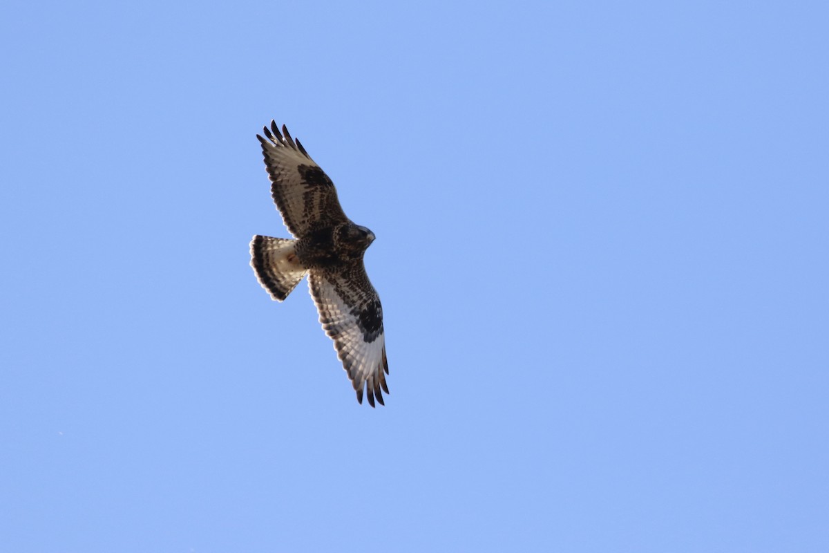 Rough-legged Hawk - ML615697276