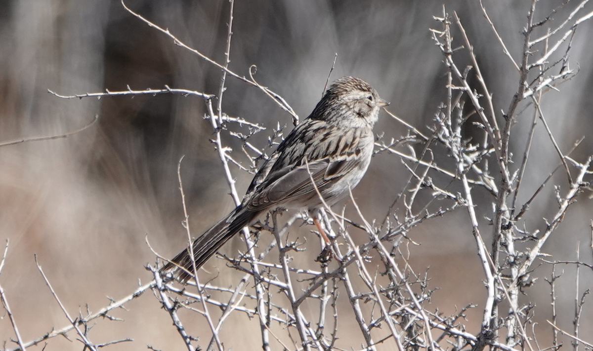 Brewer's Sparrow - ML615697318