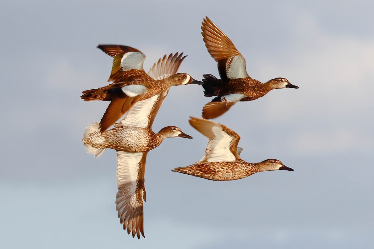 Blue-winged Teal - Jose Abelardo Sanchez