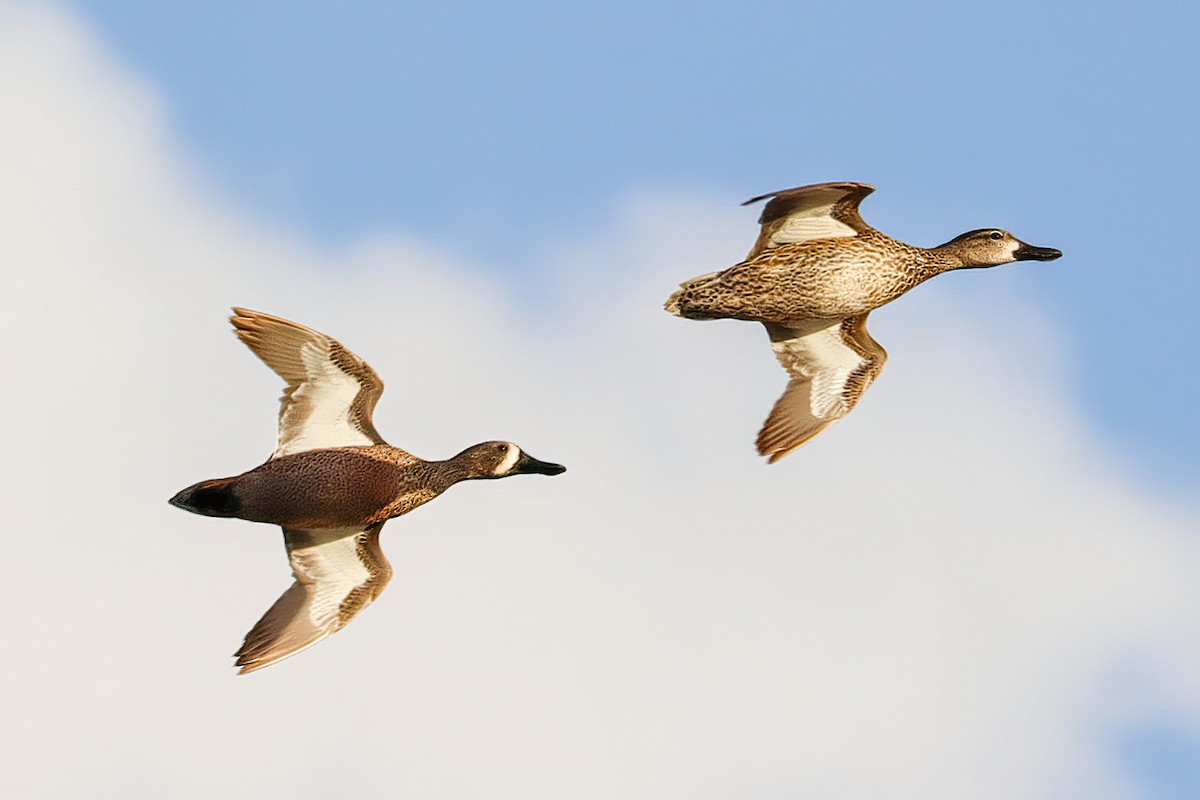 Blue-winged Teal - ML615697360