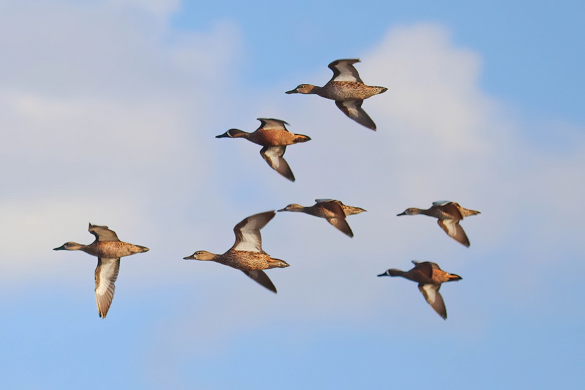 Blue-winged Teal - ML615697361