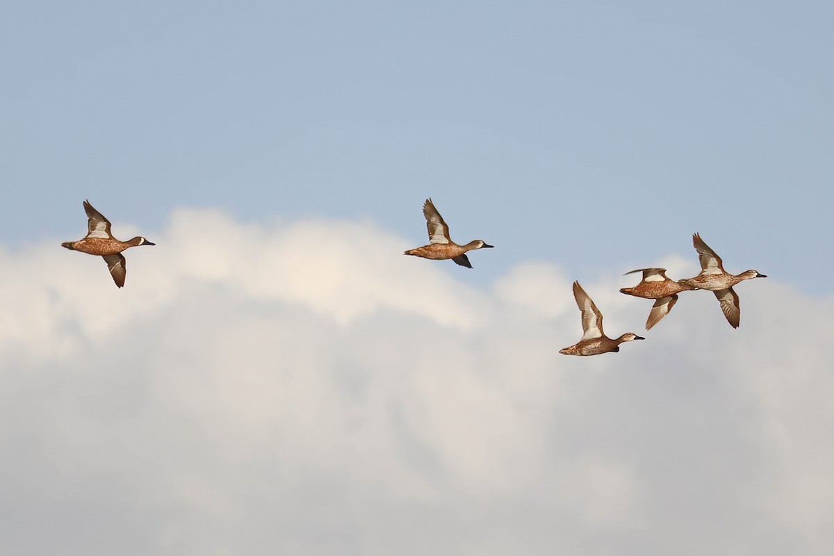 Blue-winged Teal - ML615697363