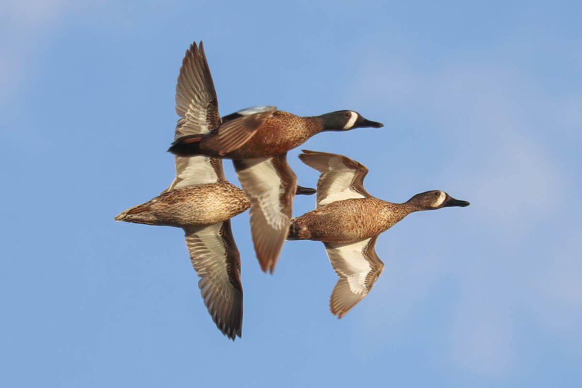 Blue-winged Teal - ML615697364