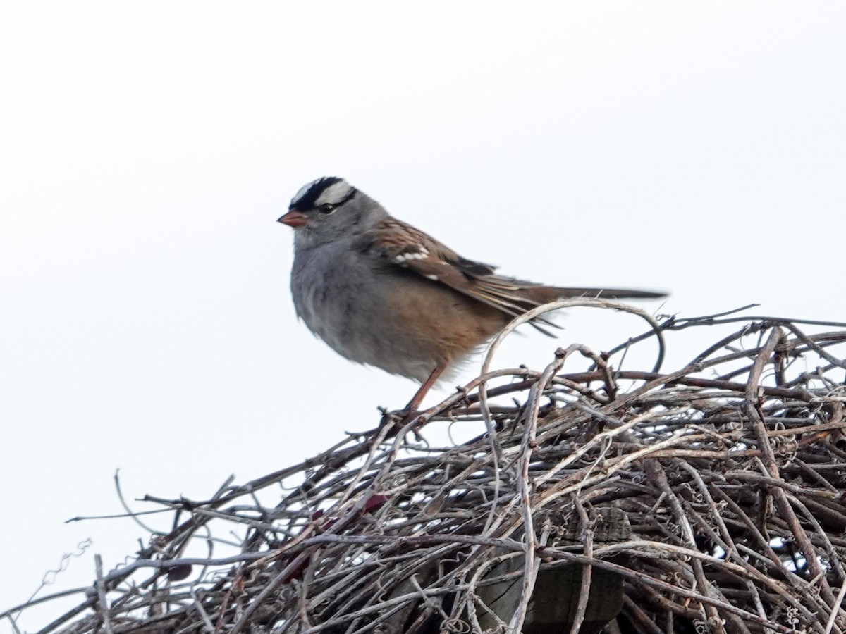 White-crowned Sparrow - ML615697374