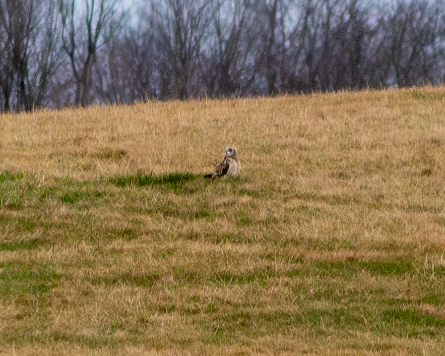 Short-eared Owl - ML615697375