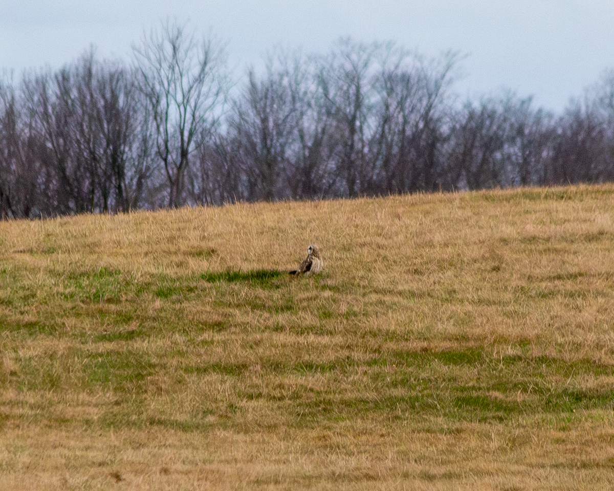 Short-eared Owl - ML615697376