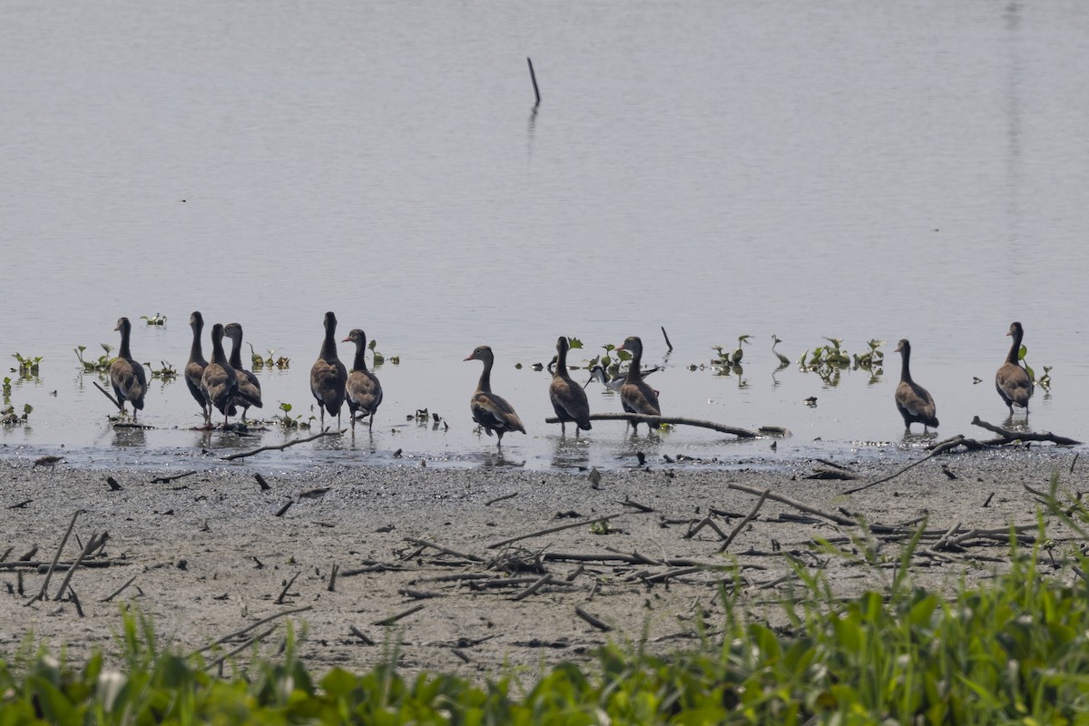 Black-bellied Whistling-Duck - ML615697396